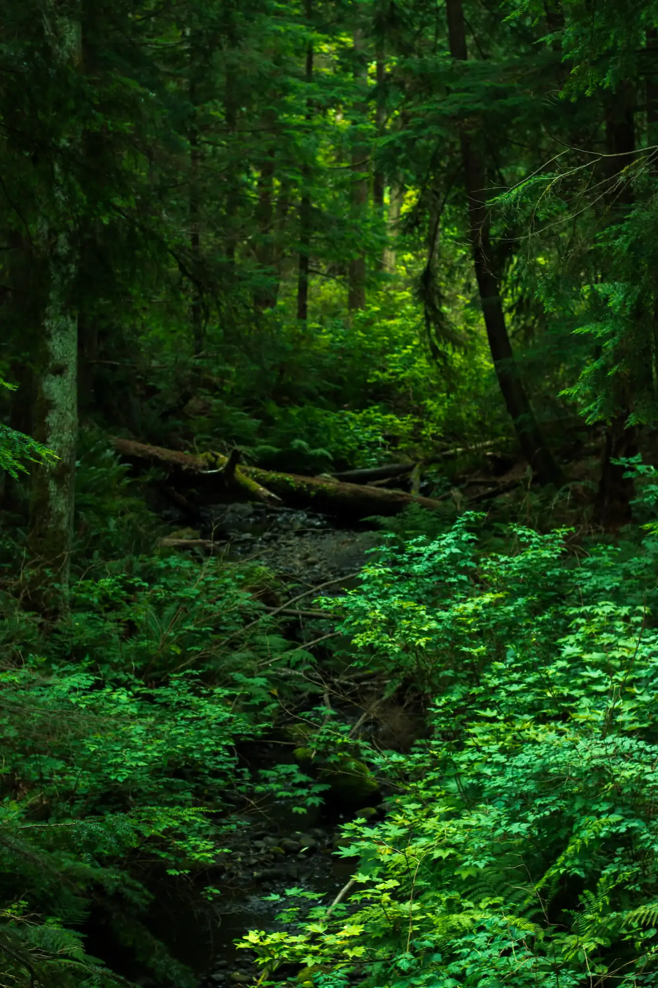 Lush green rainforest with a small stream running through it